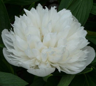 officinalis alba plena4 upr_result